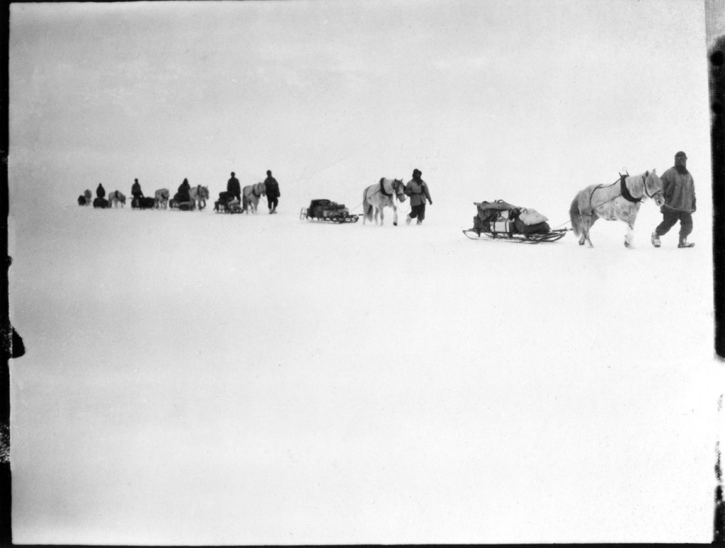 S55a Ponies on the march, Great Ice Barrier, 2 Dec 1911 © Richard Kossow, courtesy of ATLAS Gallery