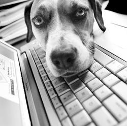 chien-twitter-puppy-tweets-01