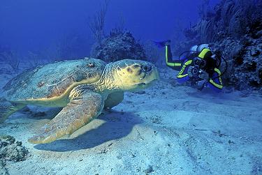 AnseChastanet-Scuba-05_smalldef