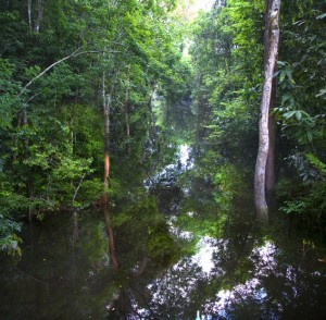 14 claudia Jaguaribeigarapé do Rio Negro