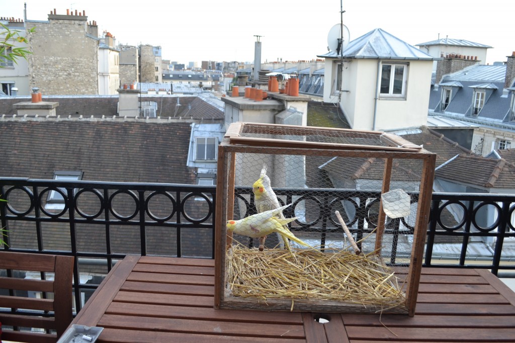 Sur la terrasse  / Copyright Julien Tissot