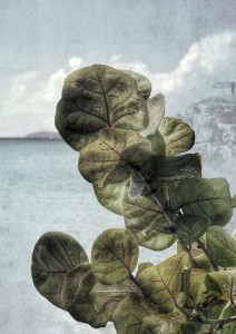 Copal Azur (Euro format)