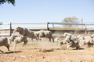 ACHILL Sheep Counting - Copie