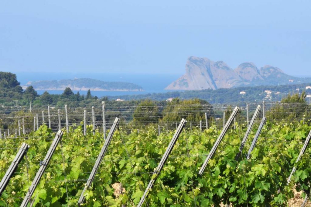 Domaine de l'Olivette vignoble