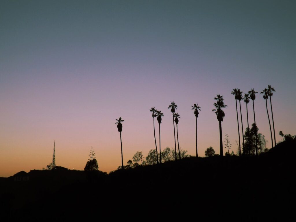 silhouette photo of line palm trees