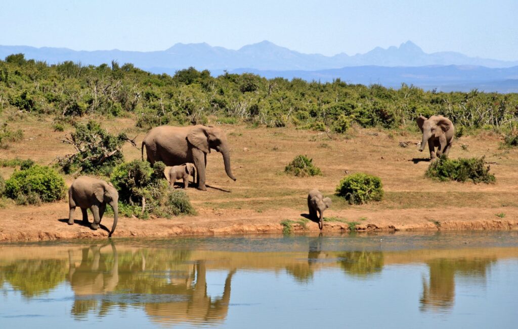 gray elephants near body of water during daytime