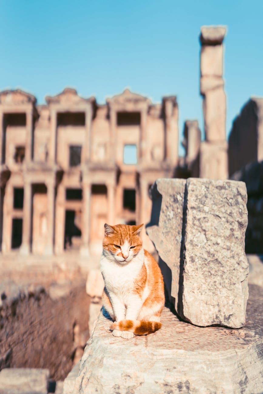 orange and white tabby cat sitting on gray concrete wall