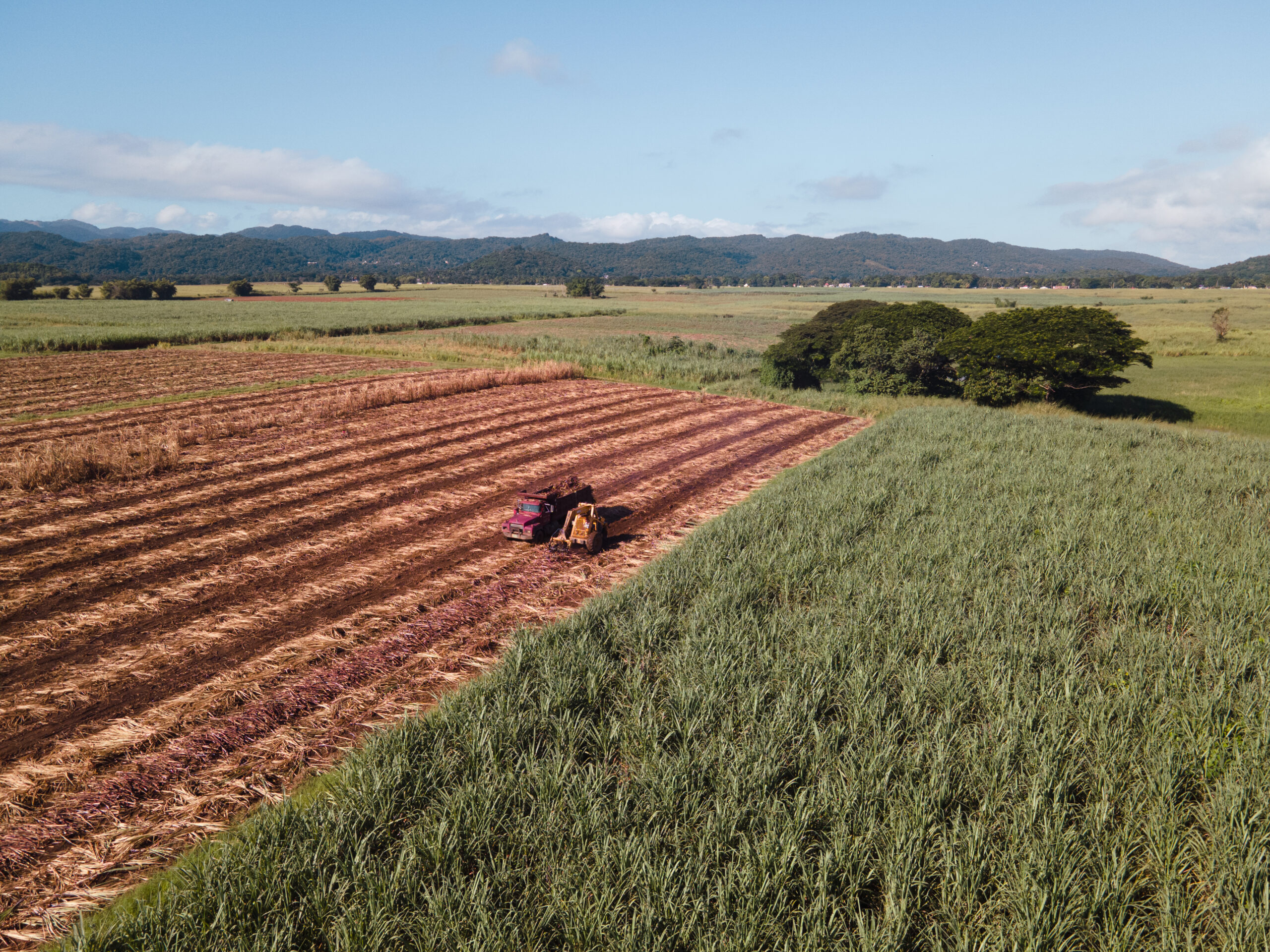 Hampden 1753 L’Essence Terroir Jamaïcain dans Rhum d’Exception