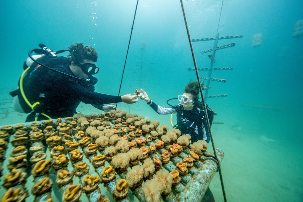 Rolex, Coral Gardeners et Sylvia Earle : restaurer les récifs comme un geste de transmission 54 ppi cgxse 2511tm 0414