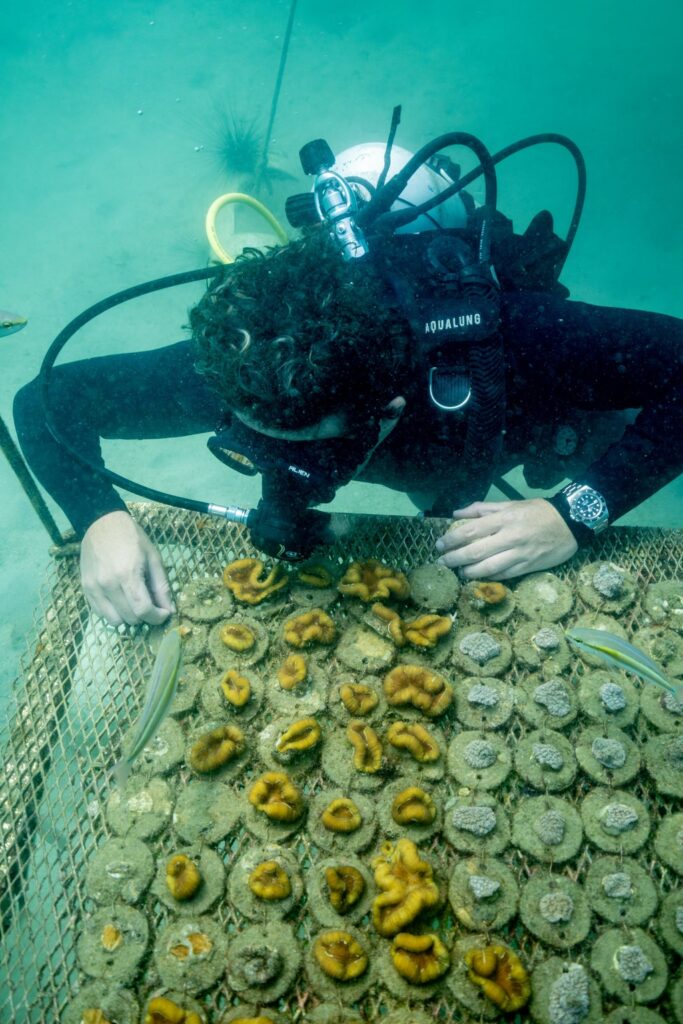 Rolex, Coral Gardeners et Sylvia Earle : restaurer les récifs comme un geste de transmission 27 ppi cgxse 2511tm 0098