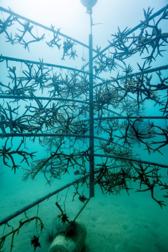 Rolex, Coral Gardeners et Sylvia Earle : restaurer les récifs comme un geste de transmission 28 ppi cgxse 2511tm 0104