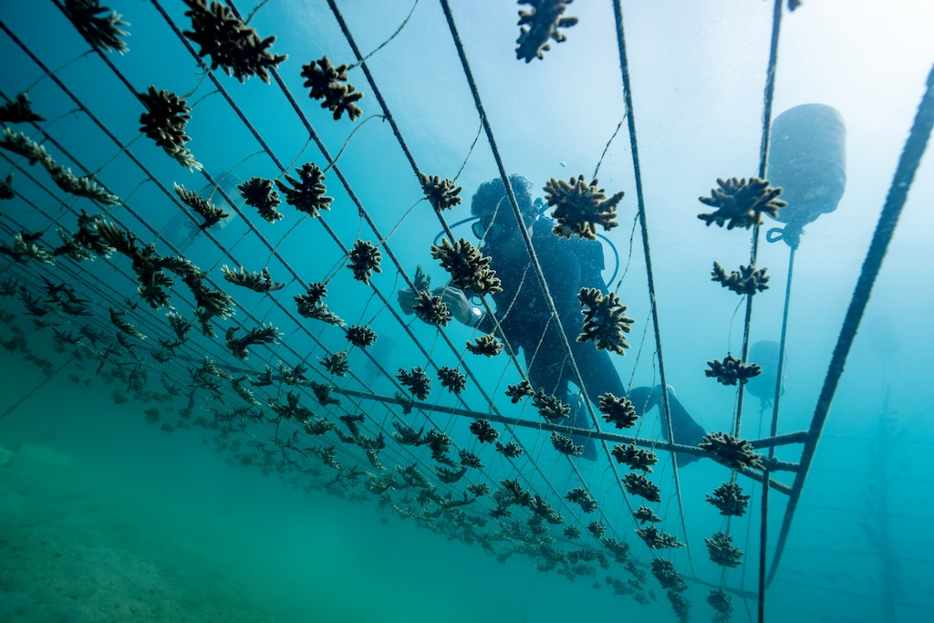Rolex, Coral Gardeners et Sylvia Earle : restaurer les récifs comme un geste de transmission 29