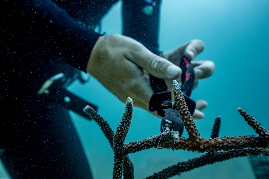 Rolex, Coral Gardeners et Sylvia Earle : restaurer les récifs comme un geste de transmission 31