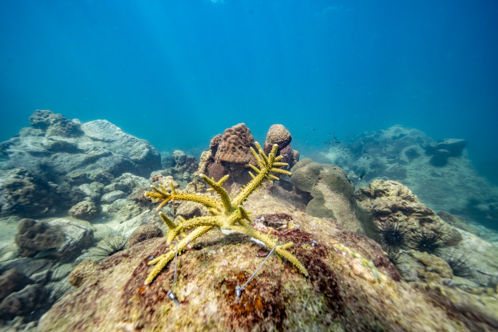 Rolex, Coral Gardeners et Sylvia Earle : restaurer les récifs comme un geste de transmission 34