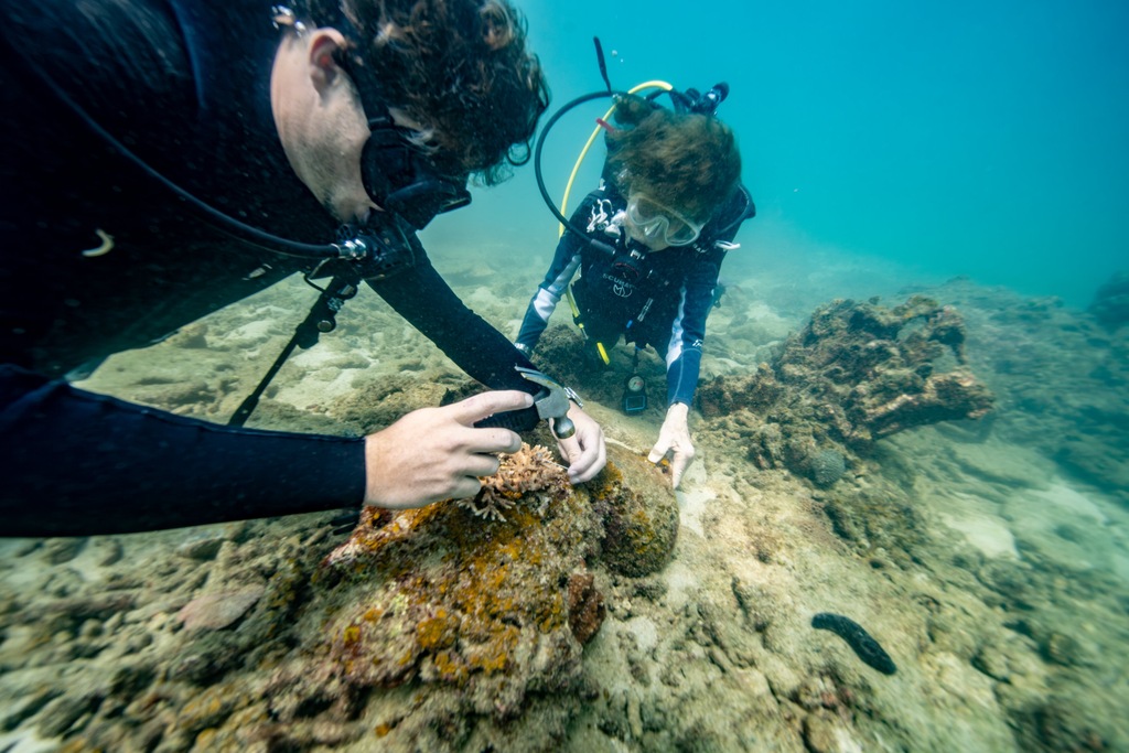 Rolex, Coral Gardeners et Sylvia Earle : restaurer les récifs comme un geste de transmission 45