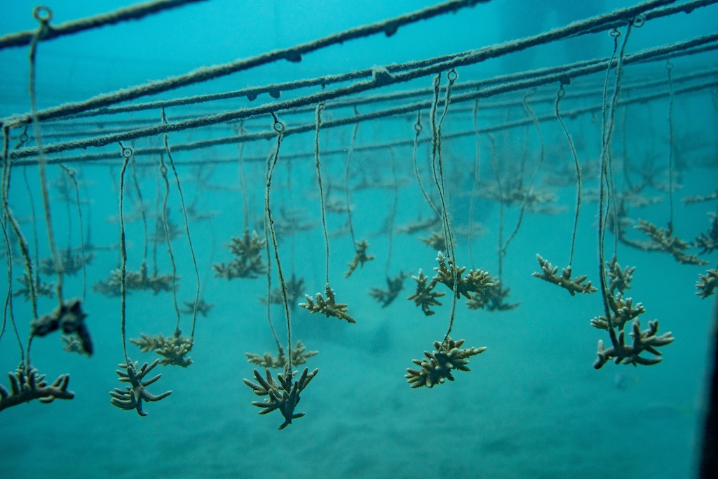 Rolex, Coral Gardeners et Sylvia Earle : restaurer les récifs comme un geste de transmission 46