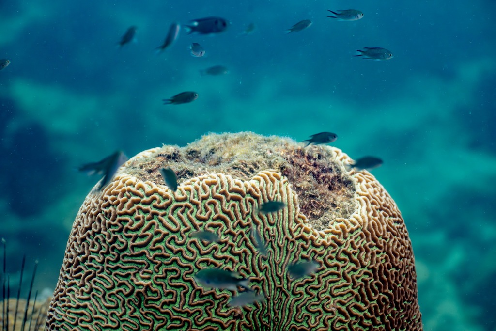 Rolex, Coral Gardeners et Sylvia Earle : restaurer les récifs comme un geste de transmission 48
