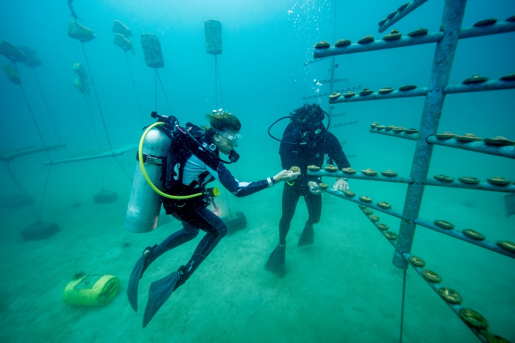 Rolex, Coral Gardeners et Sylvia Earle : restaurer les récifs comme un geste de transmission 53