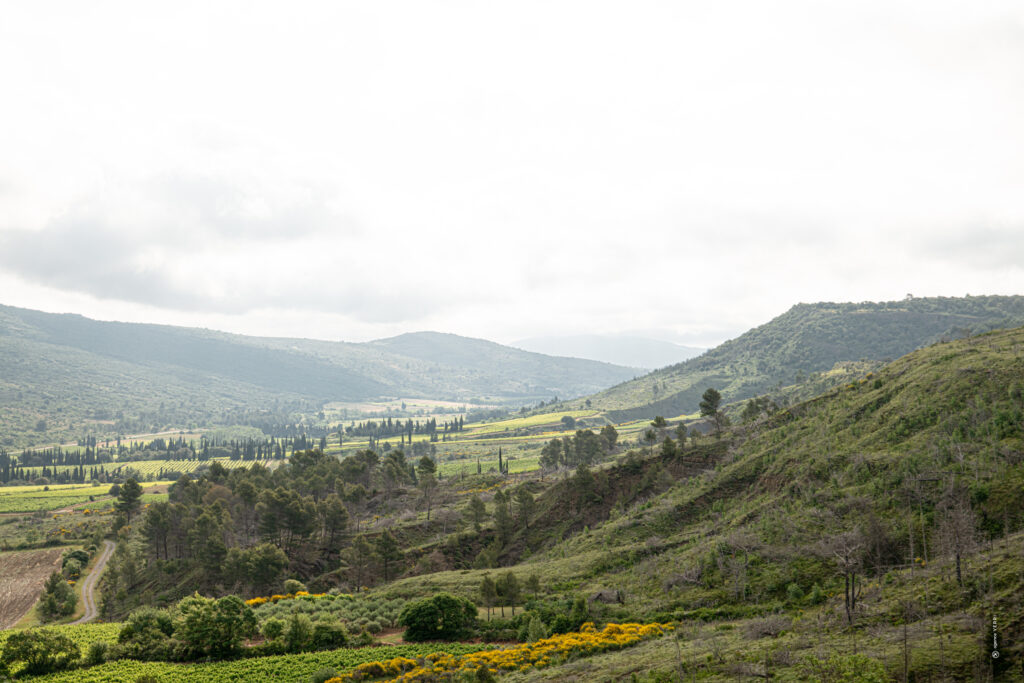 La Montagne d'Alaric, un mur qui fait le vin 26 ABBOTTSETDELAUNAY VIN PAYSAGES BIODIVERSITE 2025 06 MONZE VERRI 77