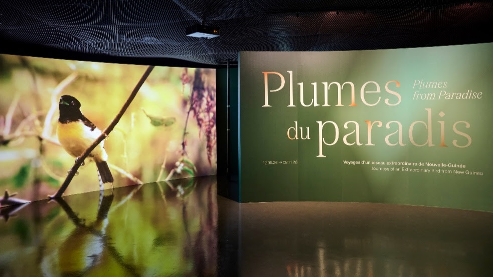 Plumes du paradis, ou la longue histoire d’un désir occidental 25 unnamed 12