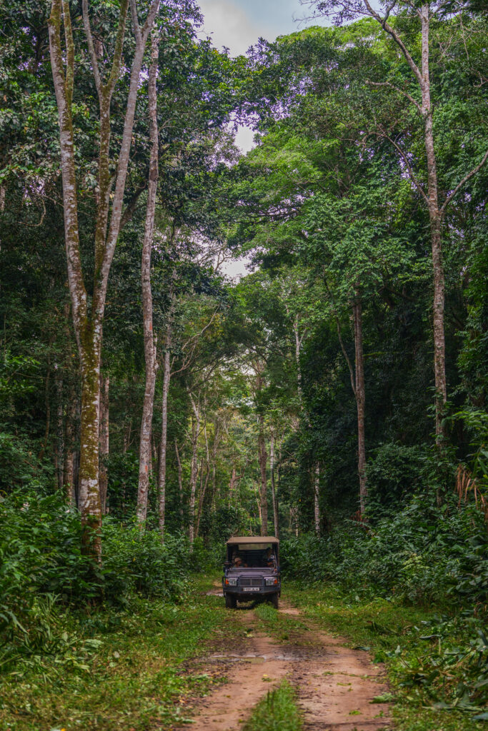 À Ngaga Lodge, on entre dans la forêt par le haut 54 Felix Studios Congo Kamba Sep 2023 317