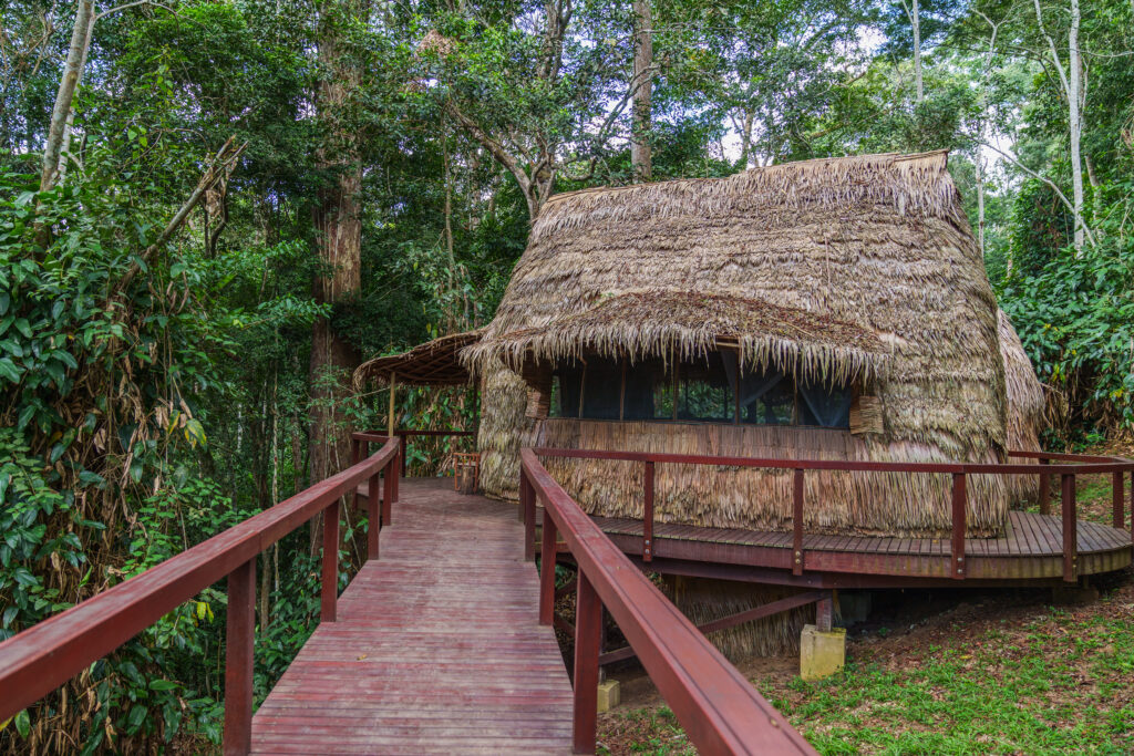 À Ngaga Lodge, on entre dans la forêt par le haut 62 Felix Studios Congo Kamba Sep 2023 354