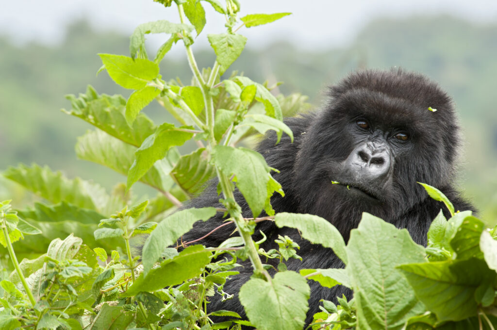 Gorillas of Rwanda