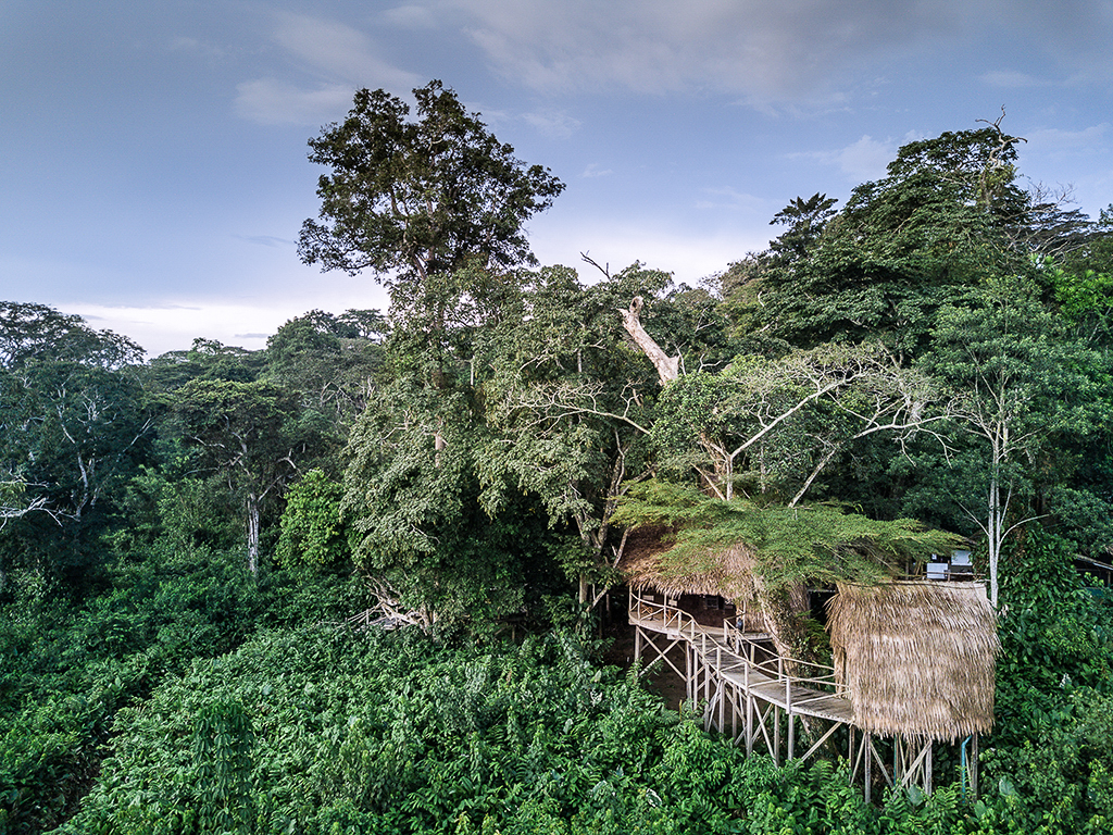 À Ngaga Lodge, on entre dans la forêt par le haut 55 Kamba Ngaga 05 scott ramsey
