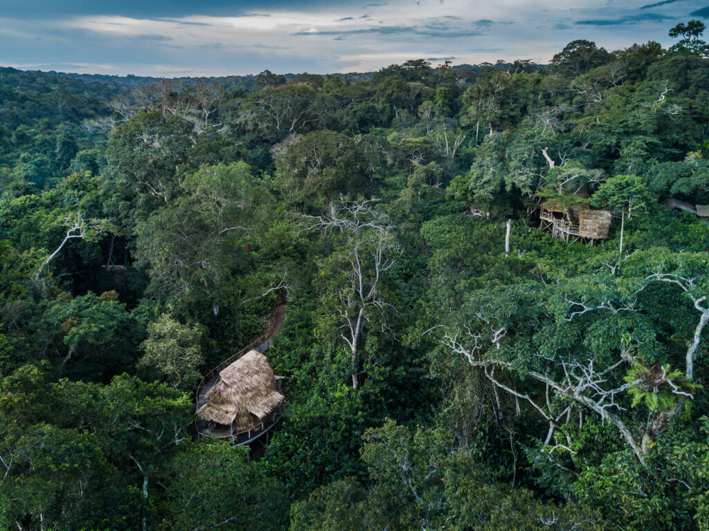 À Ngaga Lodge, on entre dans la forêt par le haut 76 Kamba Ngaga 09 scott ramsey