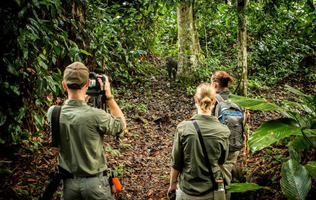 À Ngaga Lodge, on entre dans la forêt par le haut 52 Kamba Ngaga Gorilla Tracking 15