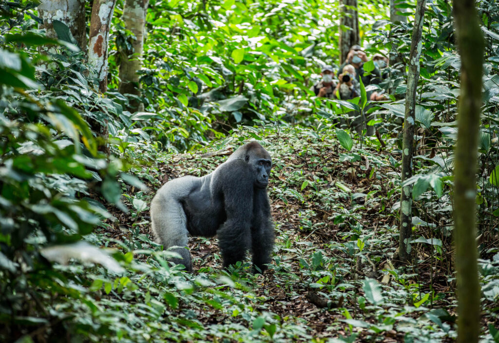 À Ngaga Lodge, on entre dans la forêt par le haut 33 Kamba Ngaga Gorilla Tracking 9