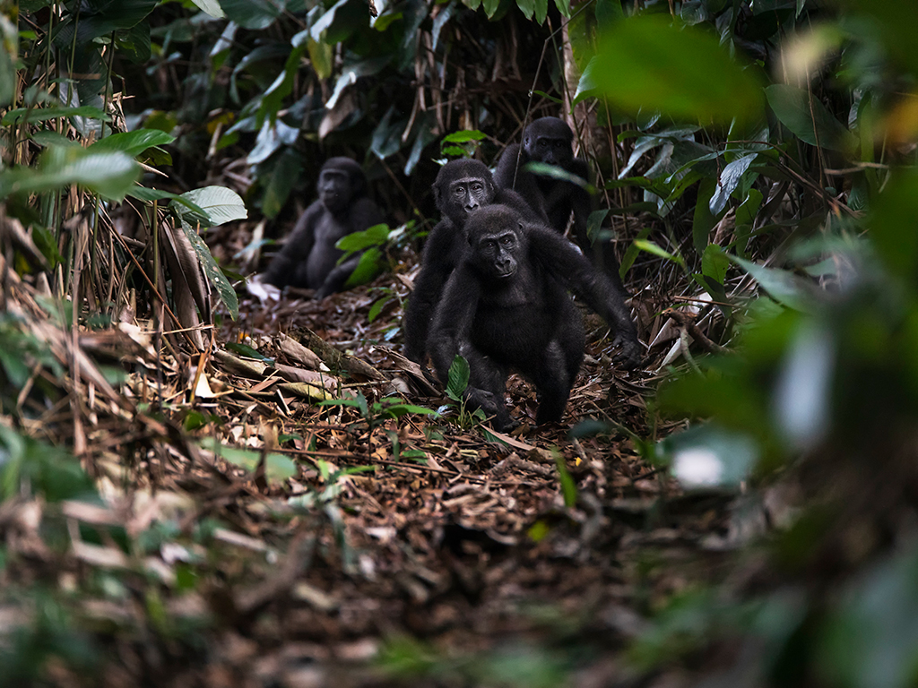 À Ngaga Lodge, on entre dans la forêt par le haut 35 Kamba gorilla babies