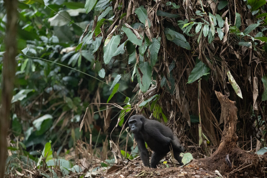 À Ngaga Lodge, on entre dans la forêt par le haut 41 Kamba james kydd09