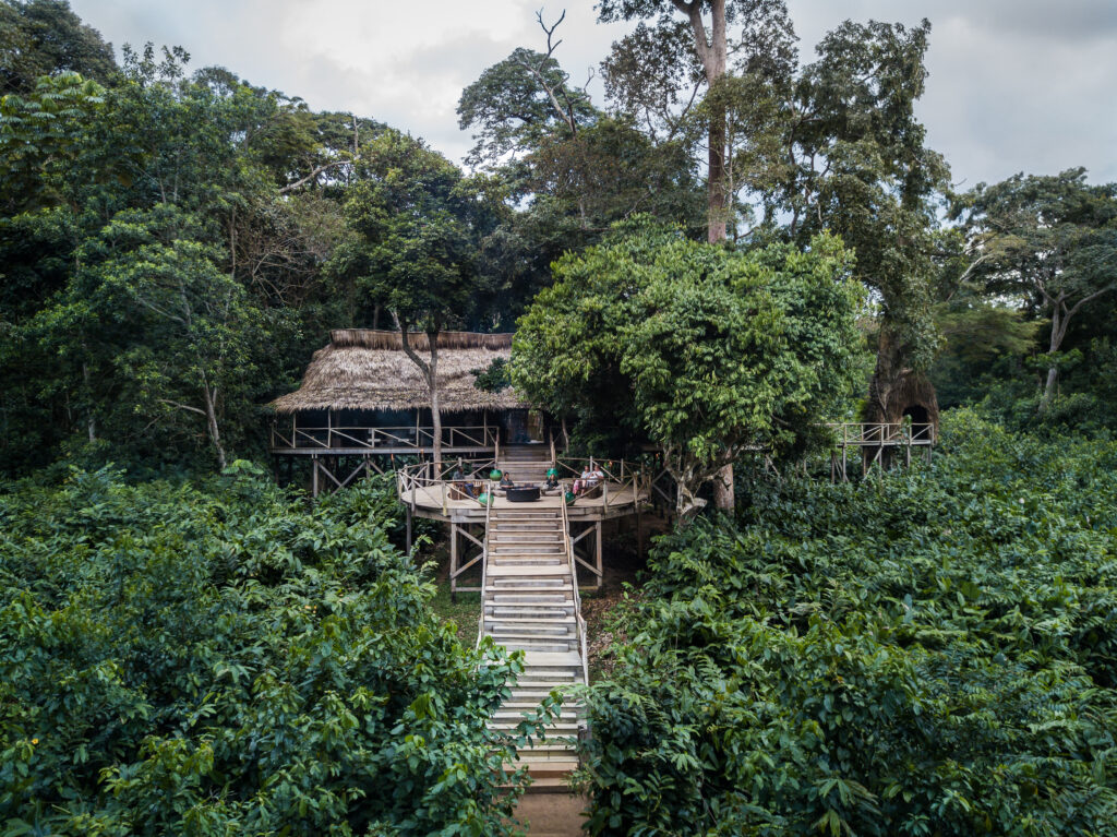 À Ngaga Lodge, on entre dans la forêt par le haut 58 Kamba scott ramsey044
