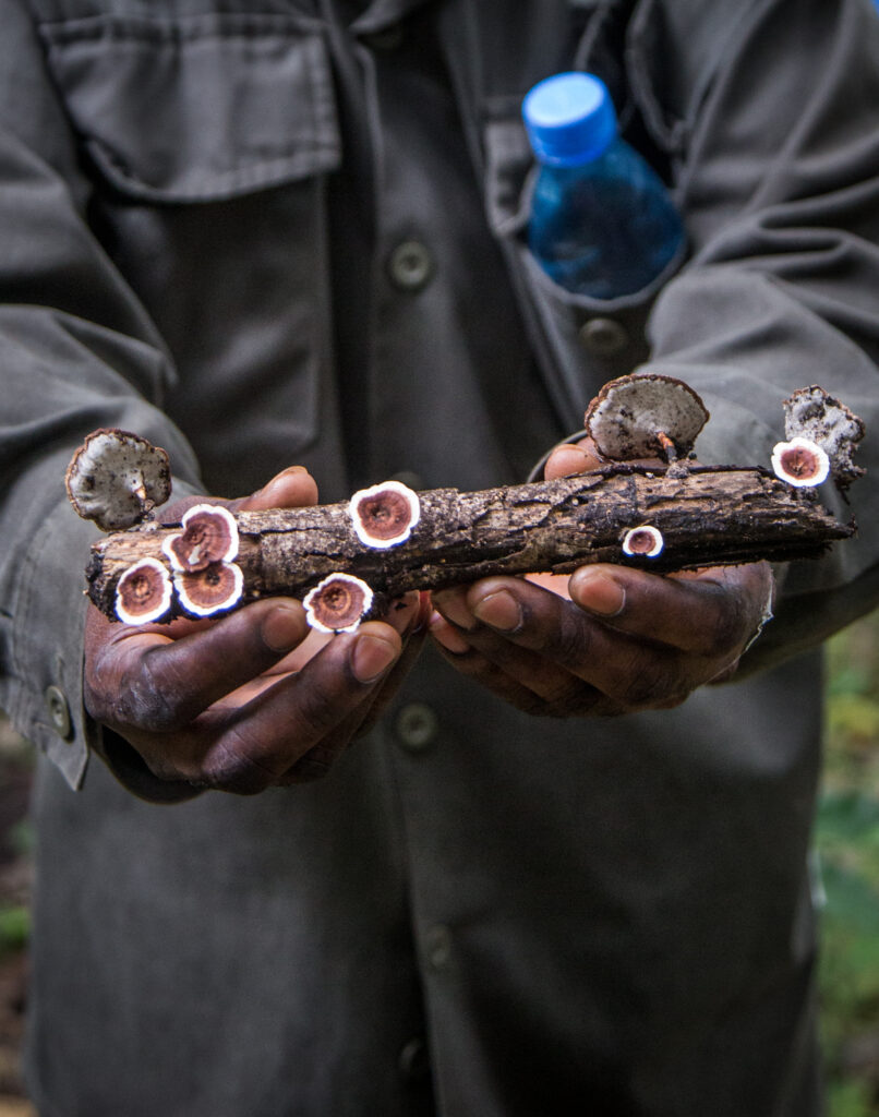À Ngaga Lodge, on entre dans la forêt par le haut 46 Kamba scott ramsey058