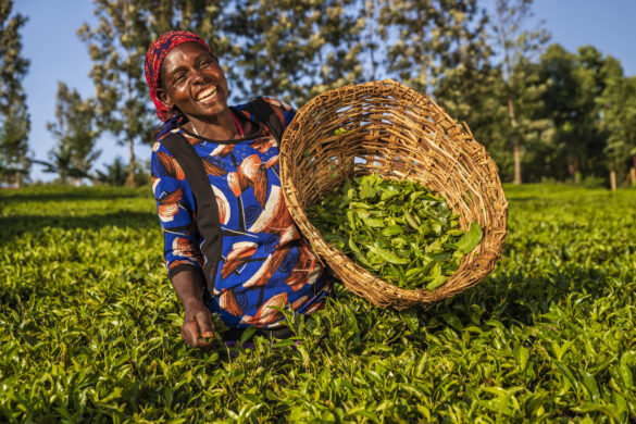 LUX Lake Kivu Nearby Coffee plantation