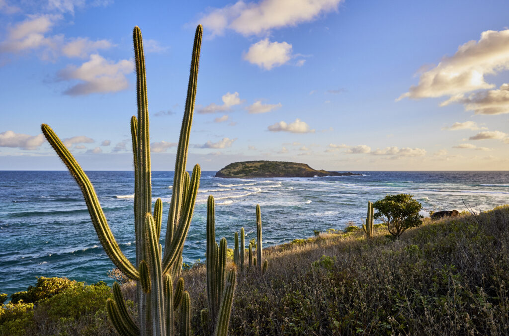 Rosewood Le Guanahani: Saint Barth that stands apart from the noise of the world 29 RLWHG experiences lemorne view cactus