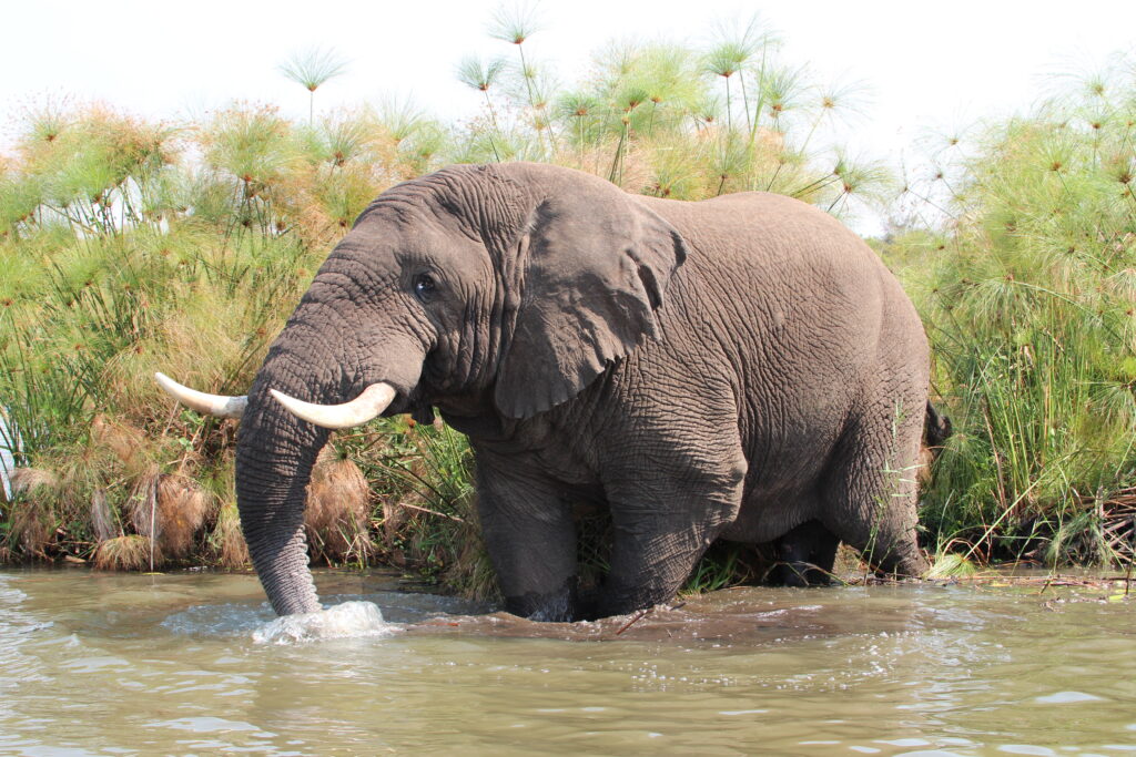 SALT of Akagera Elephants at Akagera National Park