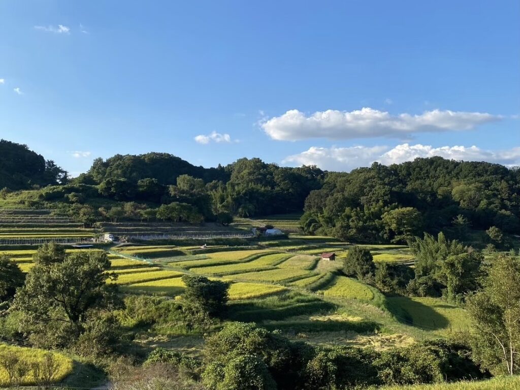 Avant Kyoto, avant Nara : le Japon retrouve son premier visage à Asuka 40 2.棚田 稲渕④