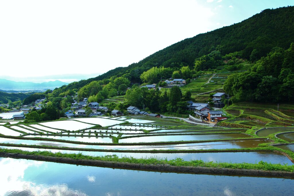 Avant Kyoto, avant Nara : le Japon retrouve son premier visage à Asuka 42 2.棚田 細川②