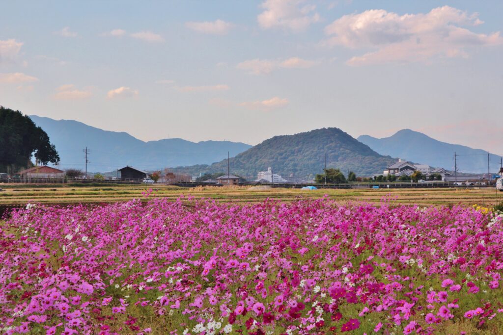 Avant Kyoto, avant Nara : le Japon retrouve son premier visage à Asuka 46 3.花 コスモス 奥山