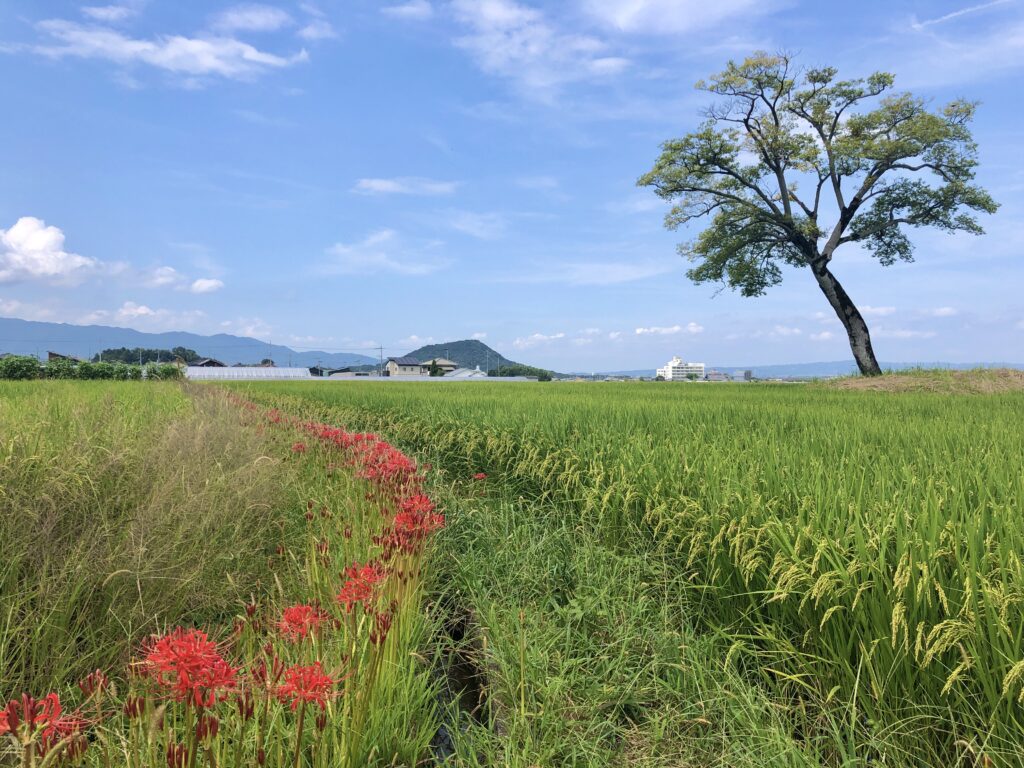 Avant Kyoto, avant Nara : le Japon retrouve son premier visage à Asuka 47 3.花 彼岸花 古宮