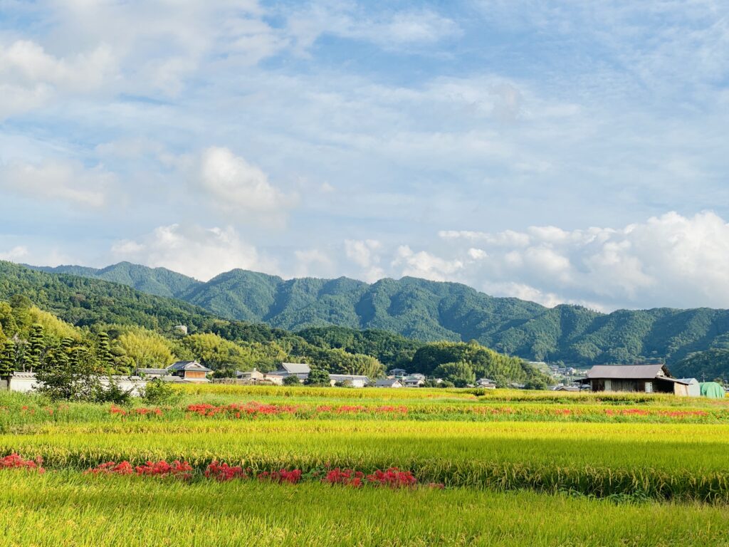 Avant Kyoto, avant Nara : le Japon retrouve son premier visage à Asuka 49 3.花 彼岸花 飛鳥②
