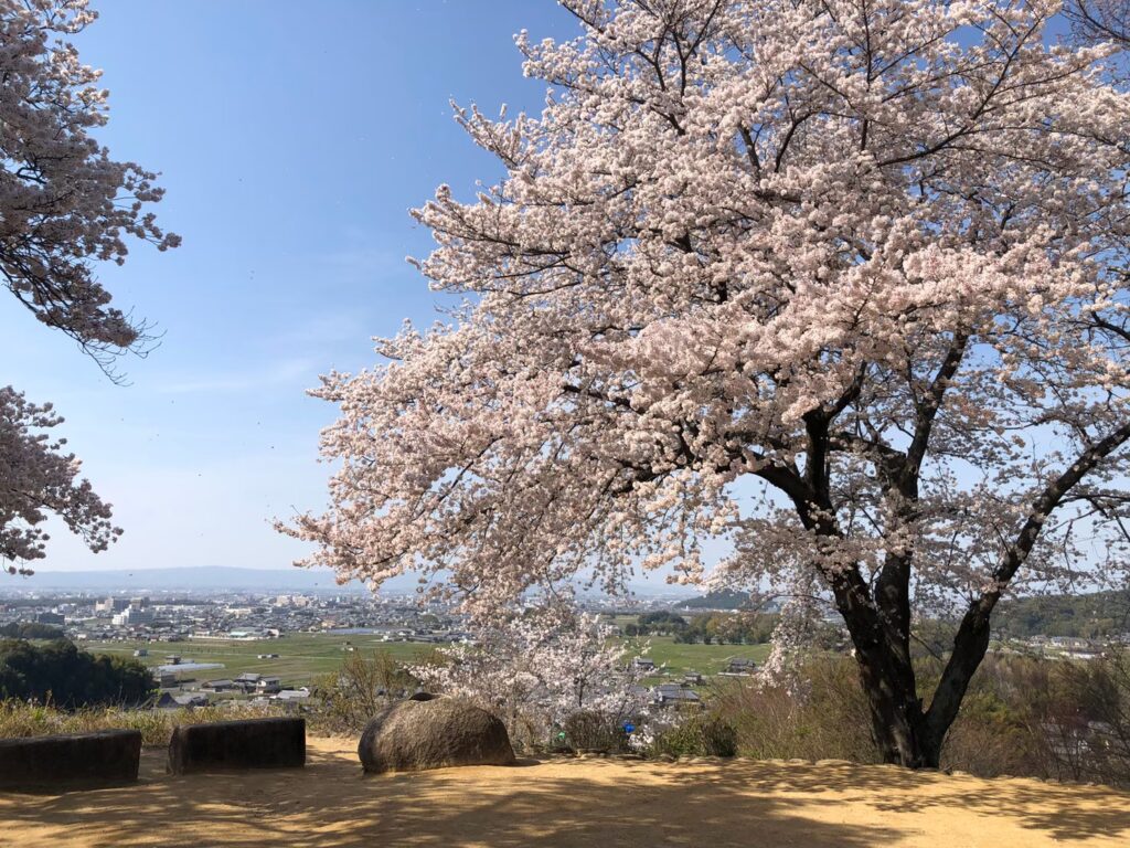 Avant Kyoto, avant Nara : le Japon retrouve son premier visage à Asuka 50 3.花 桜 甘樫丘