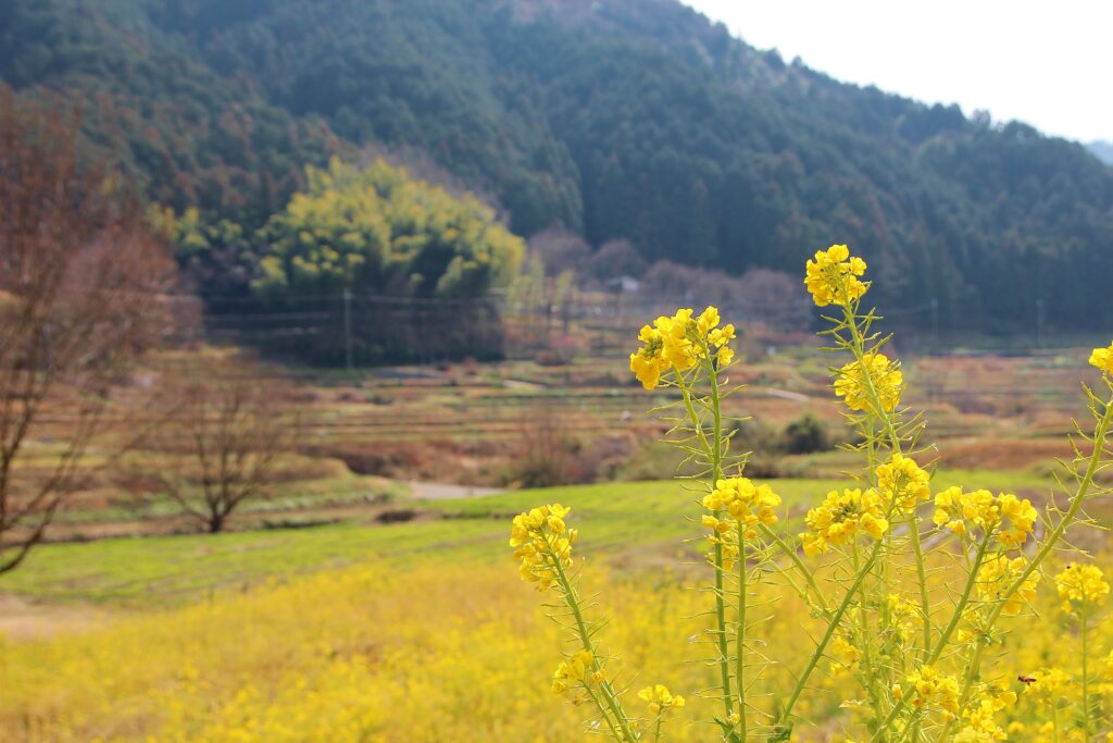 Avant Kyoto, avant Nara : le Japon retrouve son premier visage à Asuka 51 3.花 菜の花 祝戸