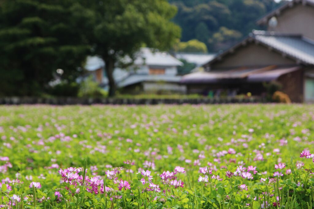 Avant Kyoto, avant Nara : le Japon retrouve son premier visage à Asuka 52 3.花 蓮華草 島庄