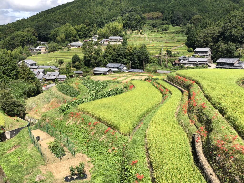 Avant Kyoto, avant Nara : le Japon retrouve son premier visage à Asuka 57 4.街並み 風景 田園風景⑤