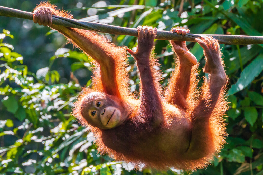 Ce que la Malaisie apprend aux familles qui refusent de choisir 26 A juvenile Bornean Orangutan at a rehabilitation area in the rainforest of eastern Sabah 1