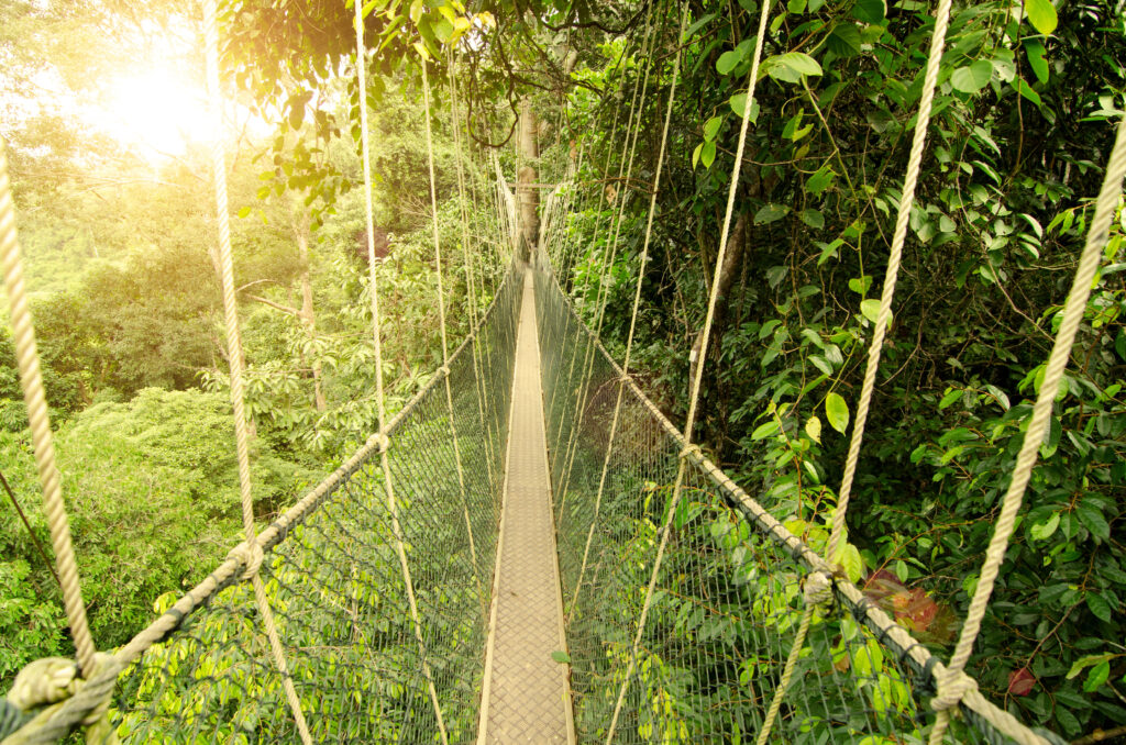 Ce que la Malaisie apprend aux familles qui refusent de choisir 29 Canopy bridge in taman negara malaysia 1
