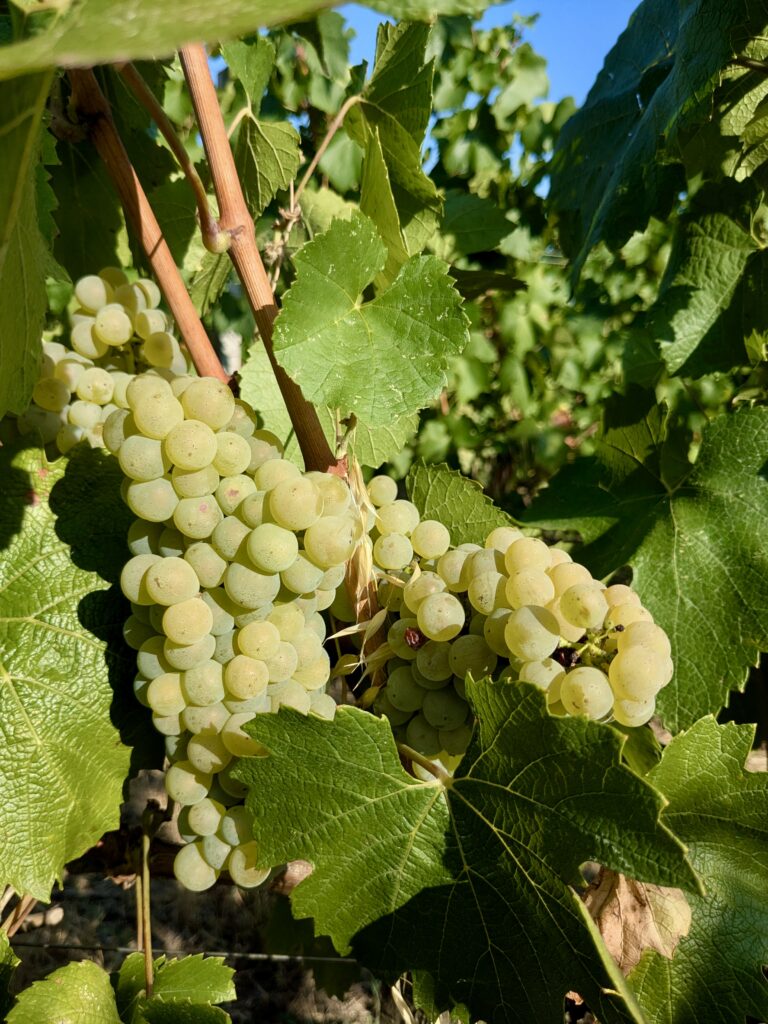 Le chardonnay comme laboratoire bordelais 40 Chardonnay @Joaquim BENAMARA 1